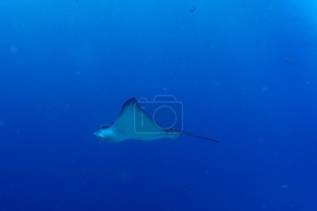Spotted eagle ray in the coral reef of Maldives island. Tropical and coral sea wildelife. Beautiful underwater world. Underwater photography.