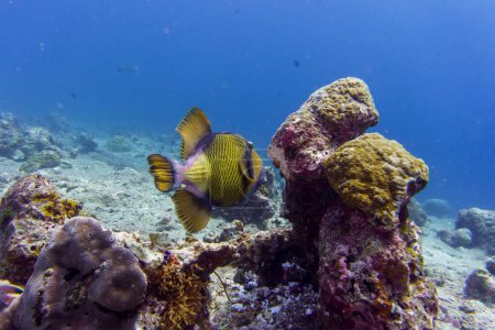 Pez gatillo de Titán, pez gatillo gigante, (Balistoides viridescens). Wildelife marino tropical y coralino. Hermoso mundo submarino. Fotografía submarina.