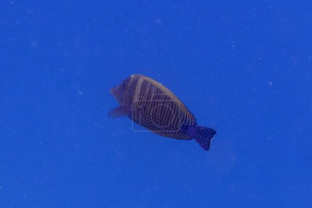 Red sea sailfin tang in the coral reef of Maldives island. Tropical and coral sea wildelife. Beautiful underwater world. Underwater photography.