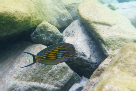Cirujano de banda azul (Acanthurus lineatus). Peces marinos tropicales y coralinos. Hermoso mundo submarino. Fotografía submarina.