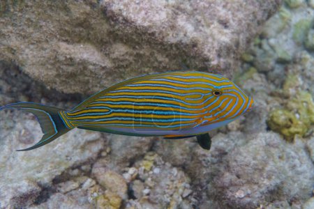 Blaubänder-Doktorfisch (Acanthurus lineatus). Tropische und korallene Meeresfische. Schöne Unterwasserwelt. Unterwasserfotografie.