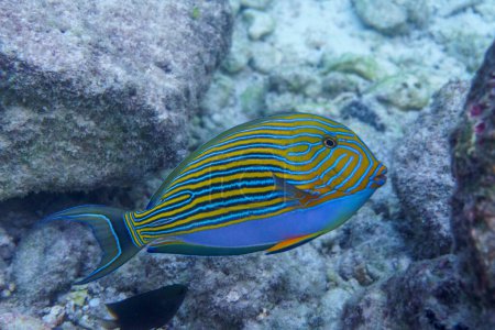 Blaubänder-Doktorfisch (Acanthurus lineatus). Tropische und korallene Meeresfische. Schöne Unterwasserwelt. Unterwasserfotografie.