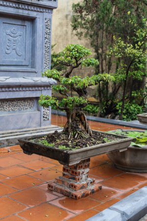 Téléchargez les photos : Bonsaï dans la cour du temple bouddhiste. Viêt Nam. - en image libre de droit