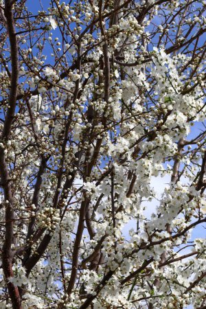 Blühender Baum. Weiße Blüten auf Ästen. Der Frühling naht.