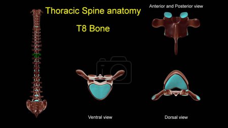 Photo for Thoracic spine T 8 bone anatomy for medical concept 3D Illustration with anterior and posterior View - Royalty Free Image