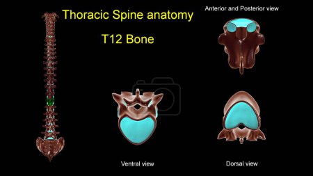 Téléchargez les photos : Colonne thoracique T 12 anatomie osseuse pour concept médical Illustration 3D avec vue antérieure et postérieure - en image libre de droit