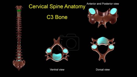 Téléchargez les photos : Colonne cervicale C 3 anatomie osseuse pour concept médical Illustration 3D avec vue antérieure et postérieure - en image libre de droit