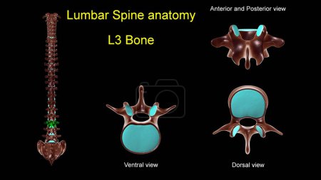 Téléchargez les photos : Colonne lombaire L 3 anatomie osseuse pour concept médical Illustration 3D avec vue antérieure et postérieure - en image libre de droit
