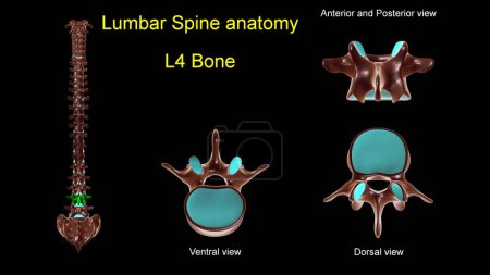 Photo for Lumbar spine L 4 bone anatomy for medical concept 3D Illustration with anterior and posterior View - Royalty Free Image