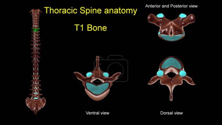 Photo for Thoracic spine T 1 bone anatomy for medical concept 3D Illustration with anterior and posterior View - Royalty Free Image