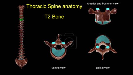 Photo for Thoracic spine T 2 bone anatomy for medical concept 3D Illustration with anterior and posterior View - Royalty Free Image