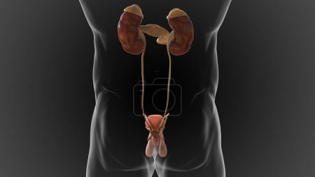 Téléchargez les photos : Male reproductive system contains the external genitals the penis, testes and the scrotum 3D - en image libre de droit