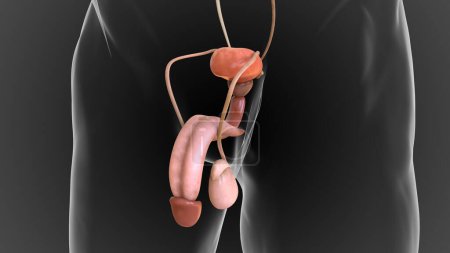 Téléchargez les photos : Male reproductive system contains the external genitals the penis, testes and the scrotum 3D - en image libre de droit