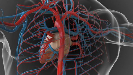 Téléchargez les photos : Anatomie du système circulatoire cardiaque humain pour concept médical Illustration 3D - en image libre de droit