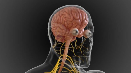 Téléchargez les photos : Le système nerveux central est composé du cerveau et de la moelle épinière Illustration 3D - en image libre de droit
