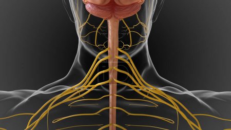 The central nervous system is made up of the brain and spinal cord 3D illustration