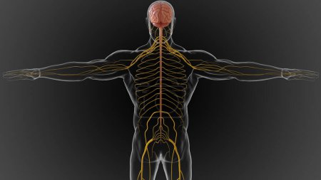 The central nervous system is made up of the brain and spinal cord 3D illustration