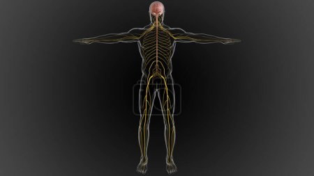 Téléchargez les photos : Le système nerveux central est composé du cerveau et de la moelle épinière Illustration 3D - en image libre de droit