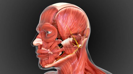 Foto de Sistema muscular es un sistema de órganos responsable de proporcionar la fuerza 3D ilustración - Imagen libre de derechos