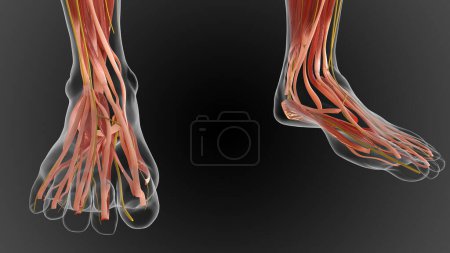 Photo for Muscular system is an organ system responsible for providing strength 3D illustration - Royalty Free Image