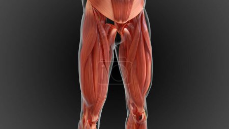 Photo for Muscular system is an organ system responsible for providing strength 3D illustration - Royalty Free Image