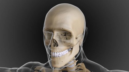 Foto de El esqueleto óseo se divide en 2 partes esqueleto axial y esqueleto apendicular ilustración 3D - Imagen libre de derechos
