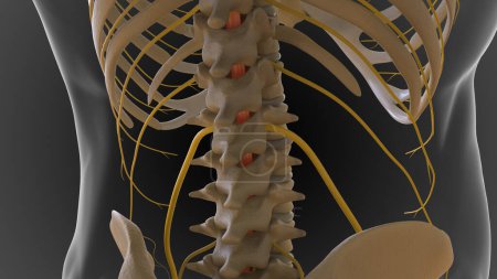 Foto de El esqueleto óseo se divide en 2 partes esqueleto axial y esqueleto apendicular ilustración 3D - Imagen libre de derechos
