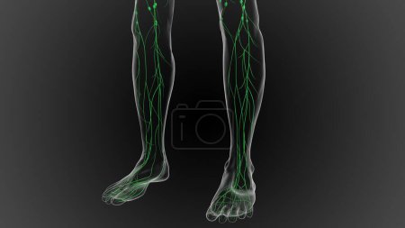 Photo for Lymphatic system is a network of delicate tubes throughout the body, It drains fluid 3D - Royalty Free Image
