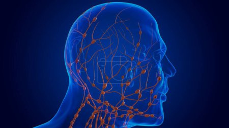 Téléchargez les photos : Lésions humaines anatomie des ganglions lymphatiques pour concept médical Illustration 3D - en image libre de droit