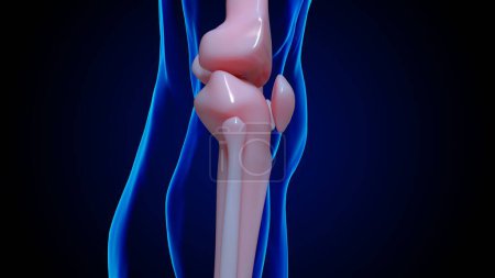 Foto de Esqueleto humano anatomía articulación de la rodilla huesos para el concepto médico ilustración 3D - Imagen libre de derechos