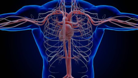 Foto de Anatomía del sistema circulatorio del corazón humano para el concepto médico Ilustración 3D - Imagen libre de derechos