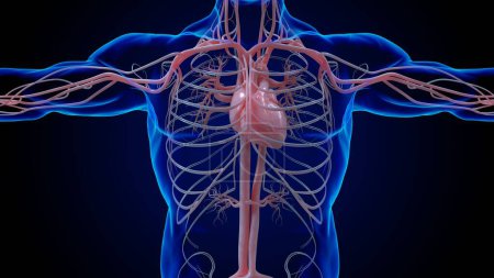 Téléchargez les photos : Anatomie du système circulatoire cardiaque humain pour concept médical Illustration 3D - en image libre de droit