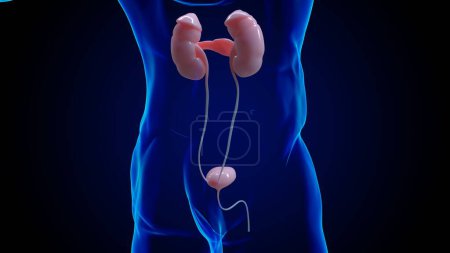 Photo for Human kidney anatomy for medical concept 3D illustration - Royalty Free Image