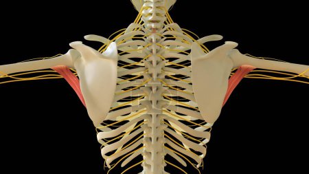 Foto de Teres Major Anatomía muscular para el concepto médico Ilustración 3D - Imagen libre de derechos