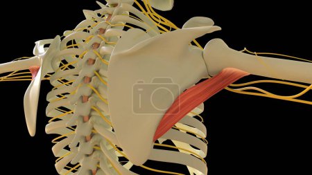 Foto de Teres Major Anatomía muscular para el concepto médico Ilustración 3D - Imagen libre de derechos