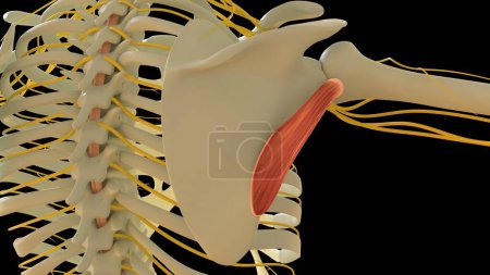 Téléchargez les photos : Teres Anatomie musculaire mineure pour concept médical Illustration 3D - en image libre de droit