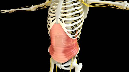 Photo for Transversus Abdominis Muscle anatomy for medical concept 3D illustration - Royalty Free Image