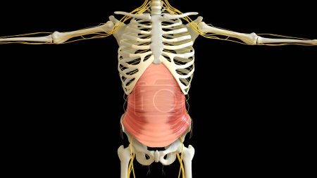 Transversus Abdominis Muscle Anatomy für medizinisches Konzept 3D Illustration