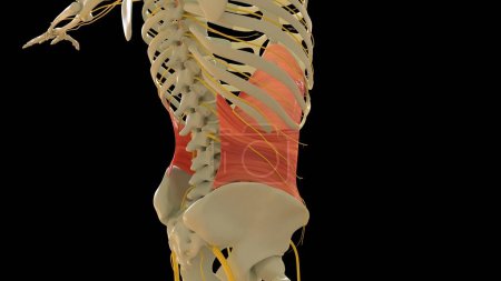 Transversus Abdominis Anatomía muscular para el concepto médico Ilustración 3D