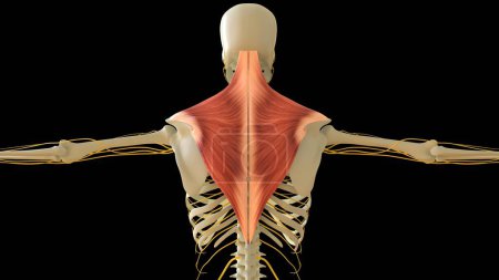 Téléchargez les photos : Trapèze Anatomie musculaire pour concept médical Illustration 3D - en image libre de droit