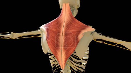 Photo for Trapezius Muscle anatomy for medical concept 3D illustration - Royalty Free Image