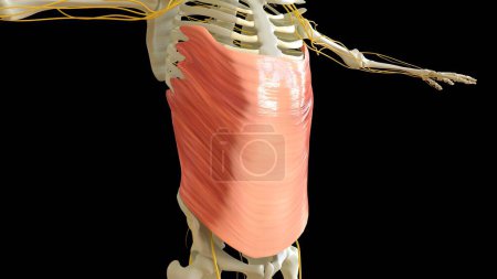 Téléchargez les photos : Anatomie musculaire oblique externe abdominale pour concept médical Illustration 3D - en image libre de droit