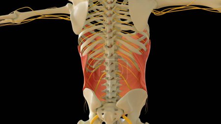 Foto de Anatomía muscular oblicua externa abdominal para concepto médico Ilustración 3D - Imagen libre de derechos