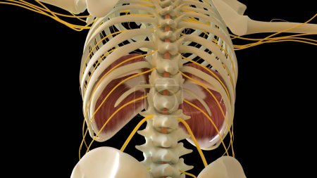 Téléchargez les photos : Diaphragme Anatomie musculaire pour concept médical Illustration 3D - en image libre de droit