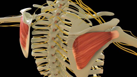Photo for Infraspinatus Muscle anatomy for medical concept 3D illustration - Royalty Free Image