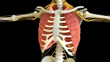 Téléchargez les photos : Muscle intercostal Grande anatomie pour concept médical Illustration 3D - en image libre de droit