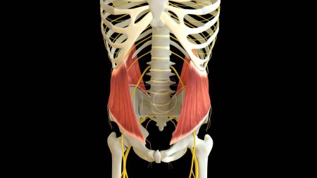 Anatomie oblique interne pour concept médical Illustration 3D