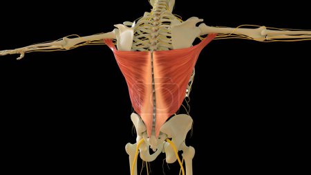 Téléchargez les photos : Latissim Anatomie musculaire pour concept médical Illustration 3D - en image libre de droit