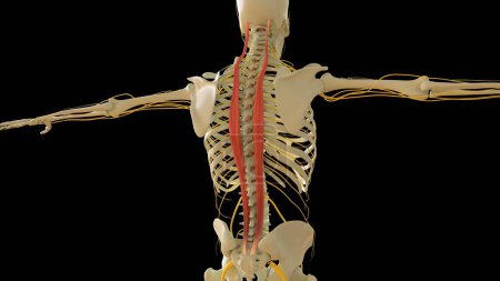 Téléchargez les photos : Longissimus Anatomie musculaire pour concept médical Illustration 3D - en image libre de droit