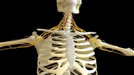 Téléchargez les photos : Omohyoideus Anatomie musculaire pour concept médical Illustration 3D - en image libre de droit